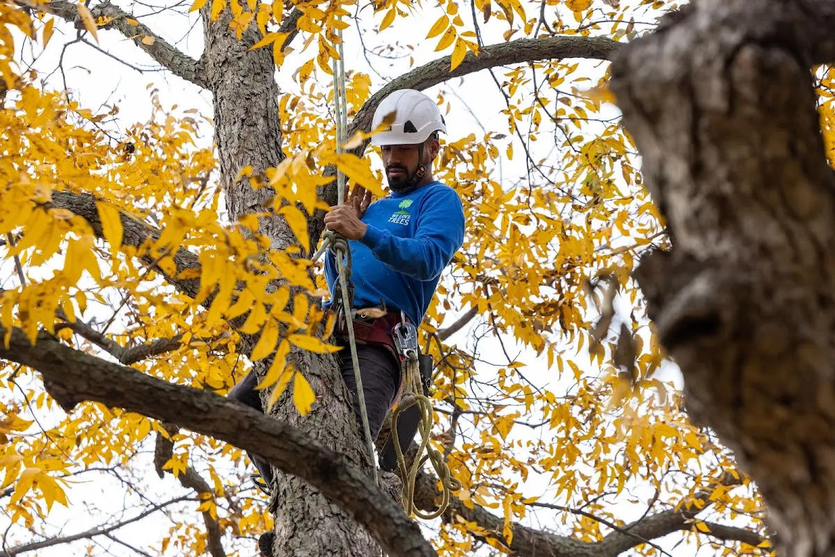Skilled Tree Planing crew working in Cave City